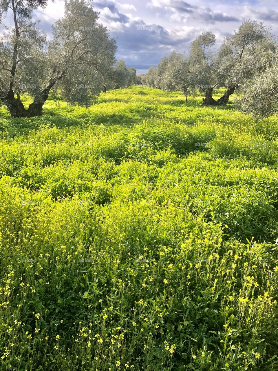 Olive grove in Spain 