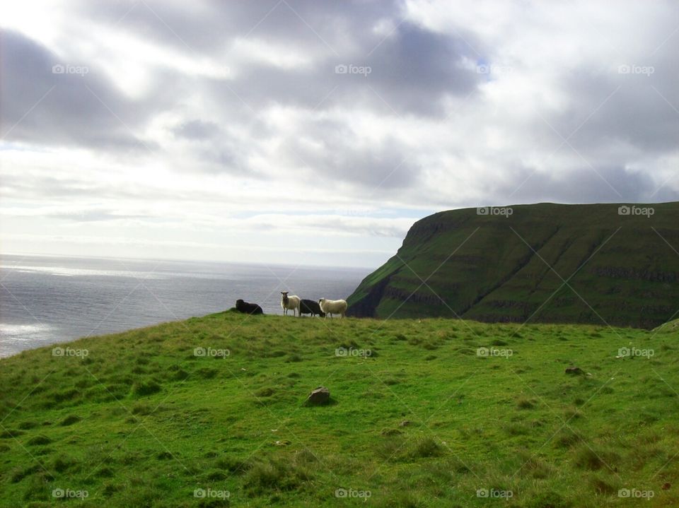 Sheep view. 
Amazing view from the most southern island of the Faroe Islands. 
Suduroy, Faroe Islands.