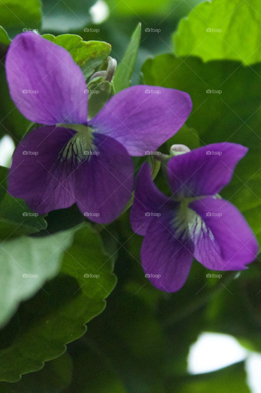 Closeup of purple violets 