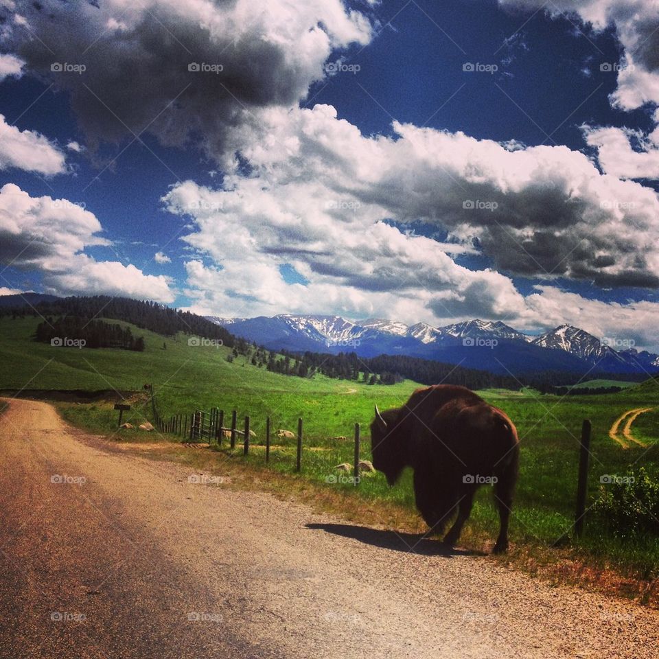 Montana Skies