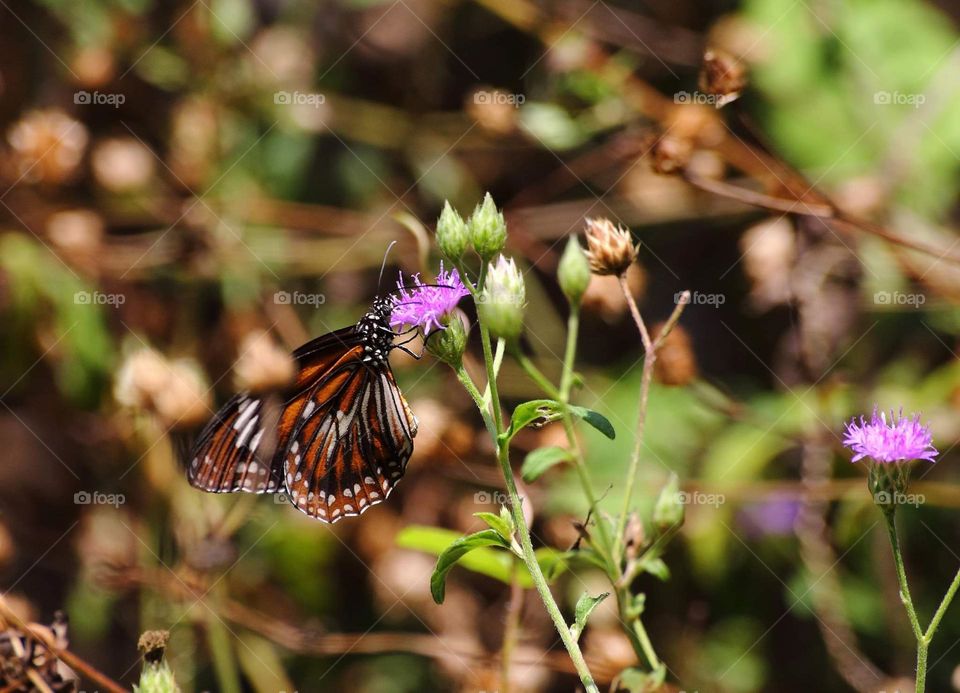 Bush , low plant flower in purple is choosen by the butterfly to be the hostplant is. Incommon plant for the wide field or just wild grown aside of road way .