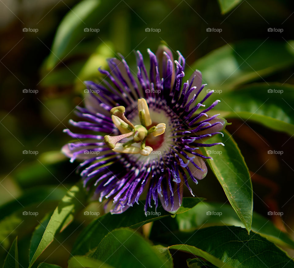 Floral photography - Blue crown Passion