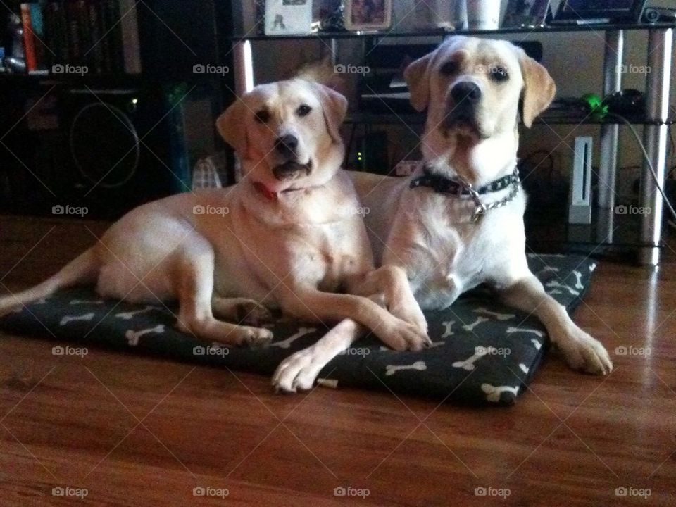 Labrador friends 