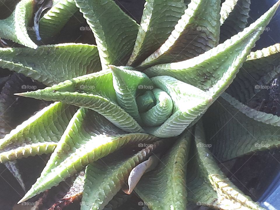 Close up of plant