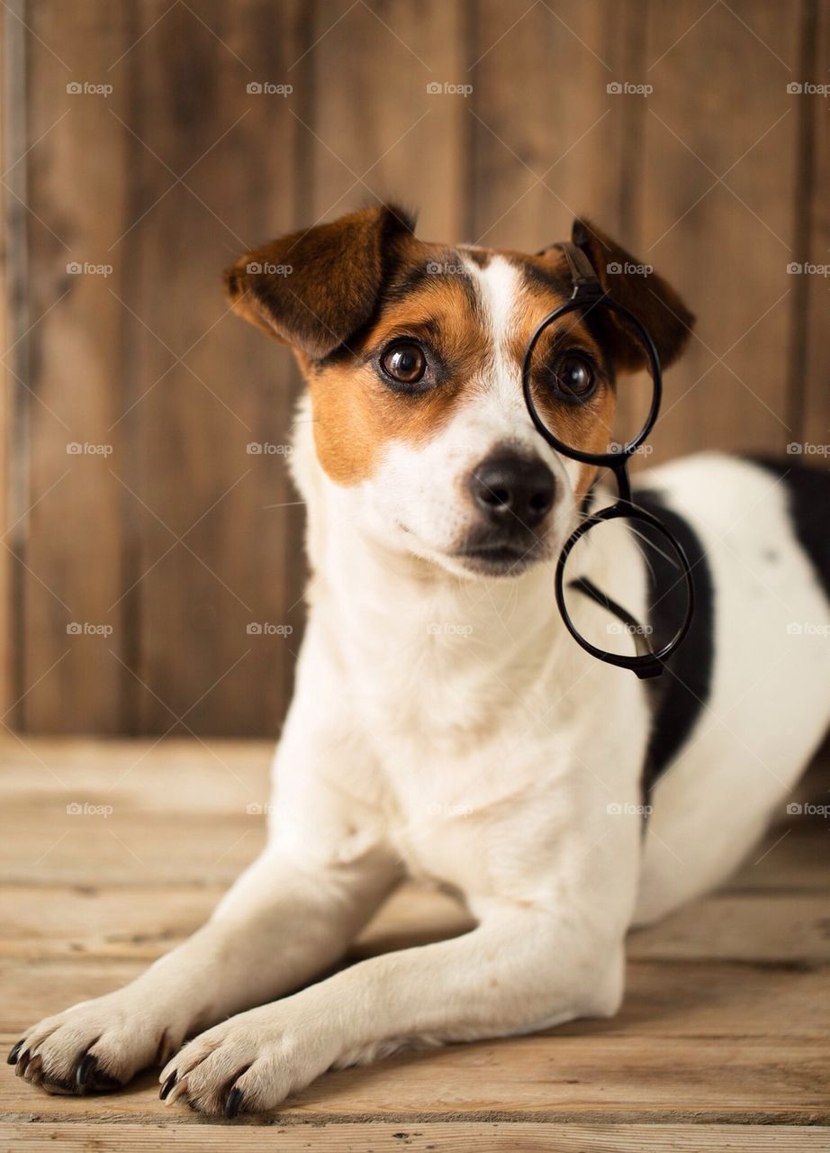 Close-up of dog with eyeglasses