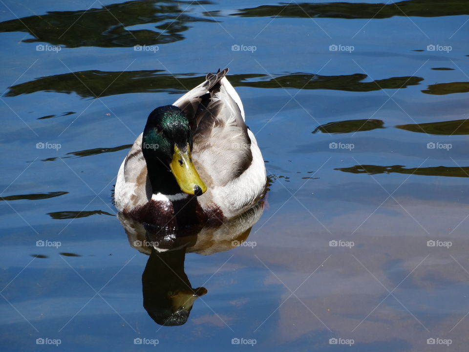 duck 