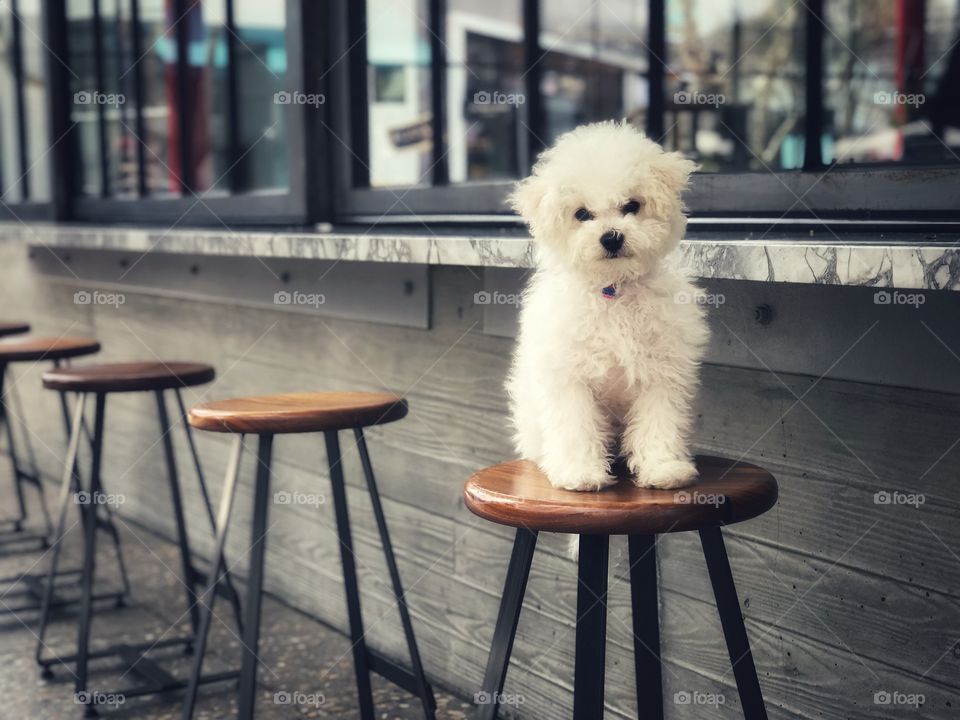 A small white puppy sitting on top of a tall modern metal and wood stool in a line of stools.