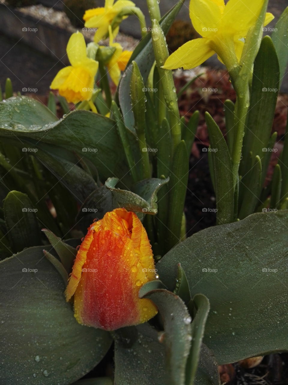 wet spring flowers