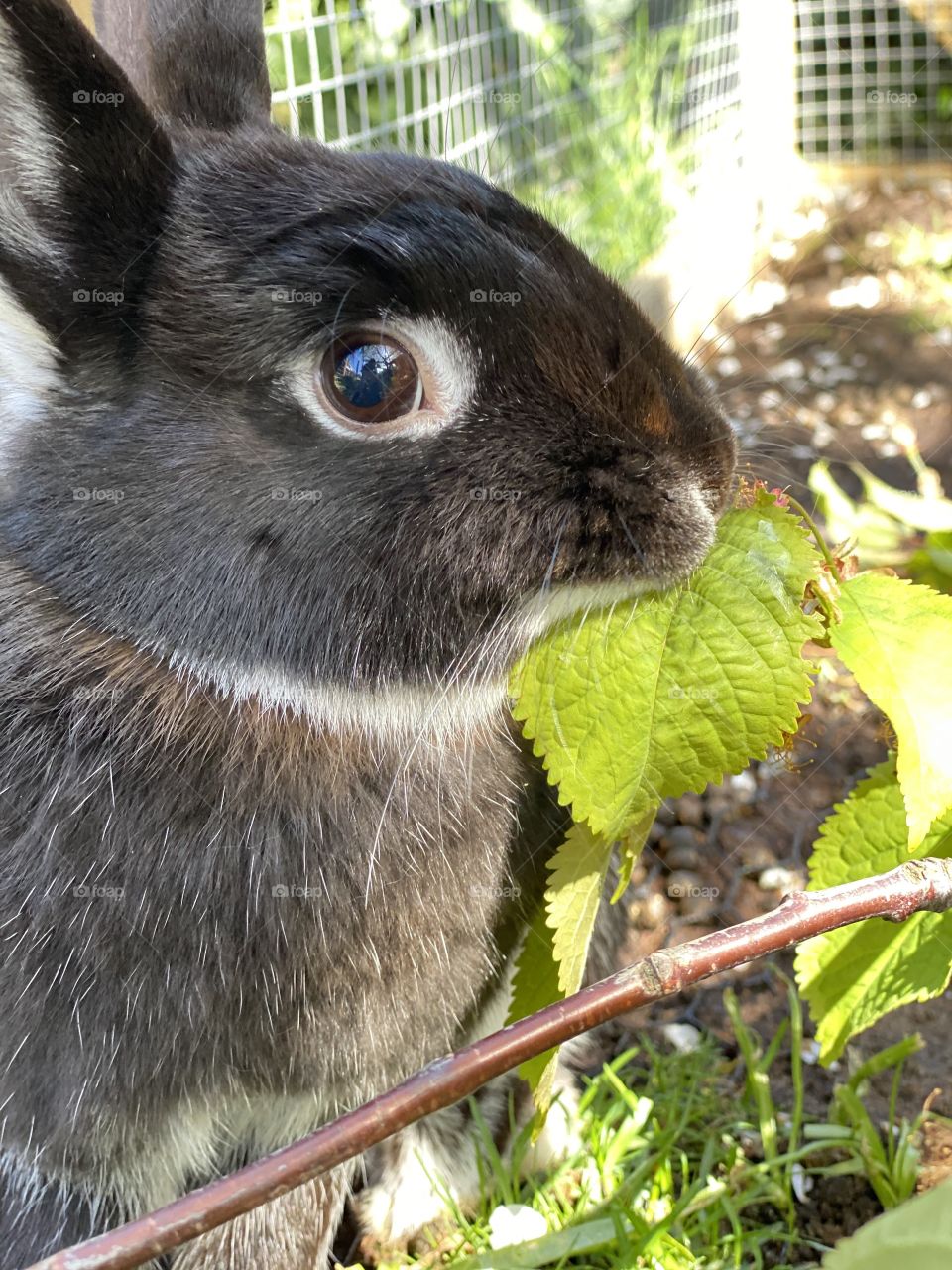 Looking at me grey rabbit eating in garden on leaf