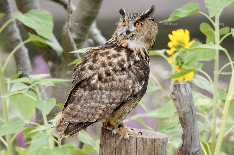 Close up owl