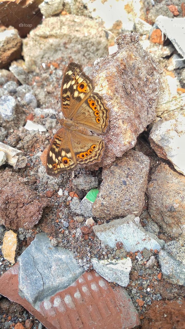 Beautiful butterfly perched on the ground