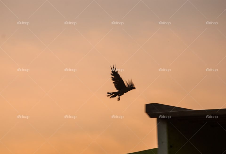 sunset times bird