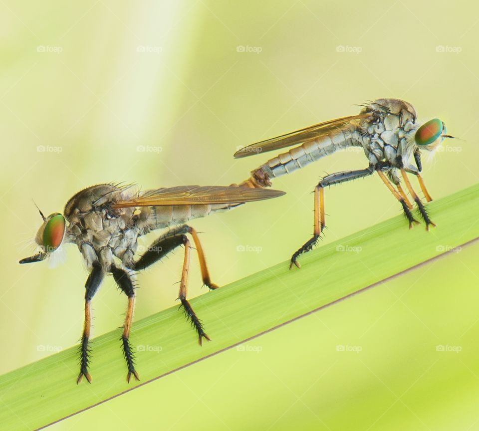 Robberfly