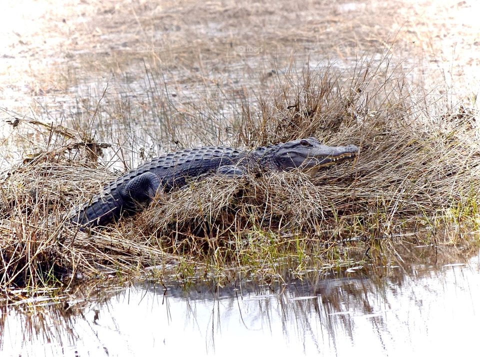 Alligator in St Marks Refuge