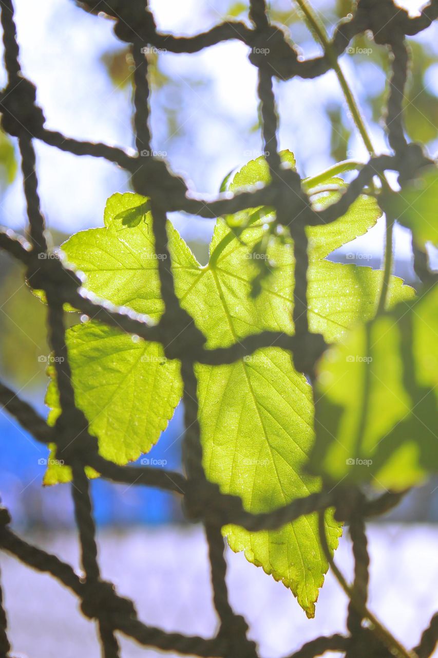 a leave in the sunny weather through a net