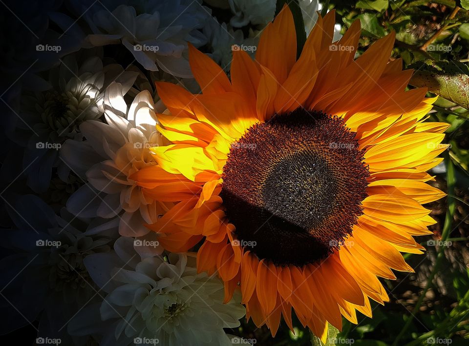Sun, flower