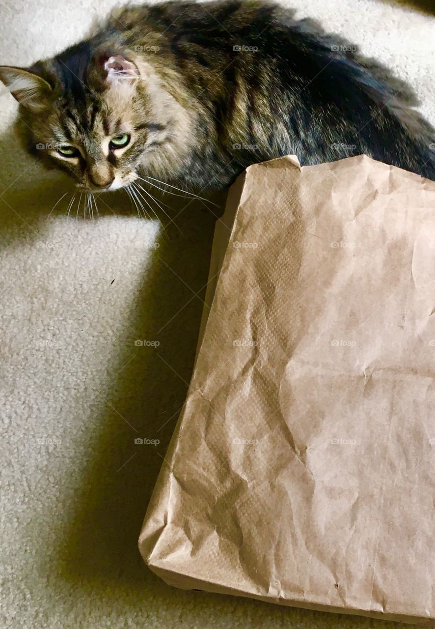Cat + Bag: A Love Story part III