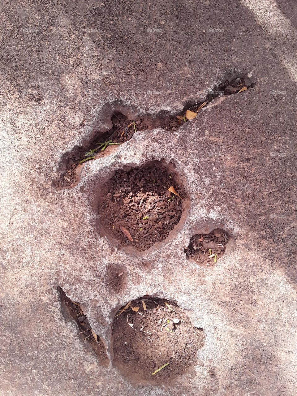 Ancient rock engravings