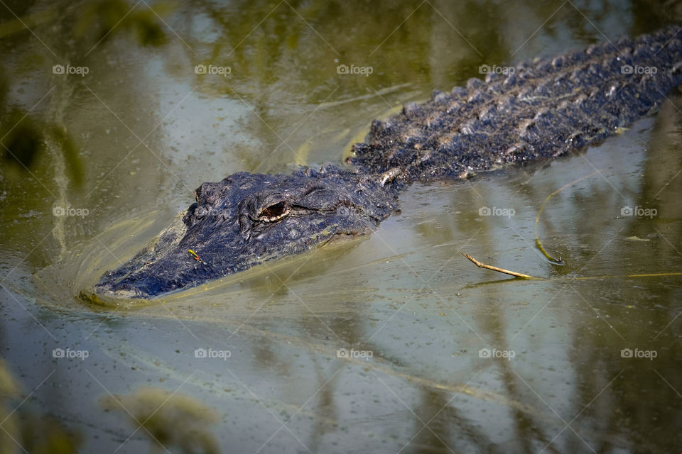 Circle B Bar Reserve-Florida 