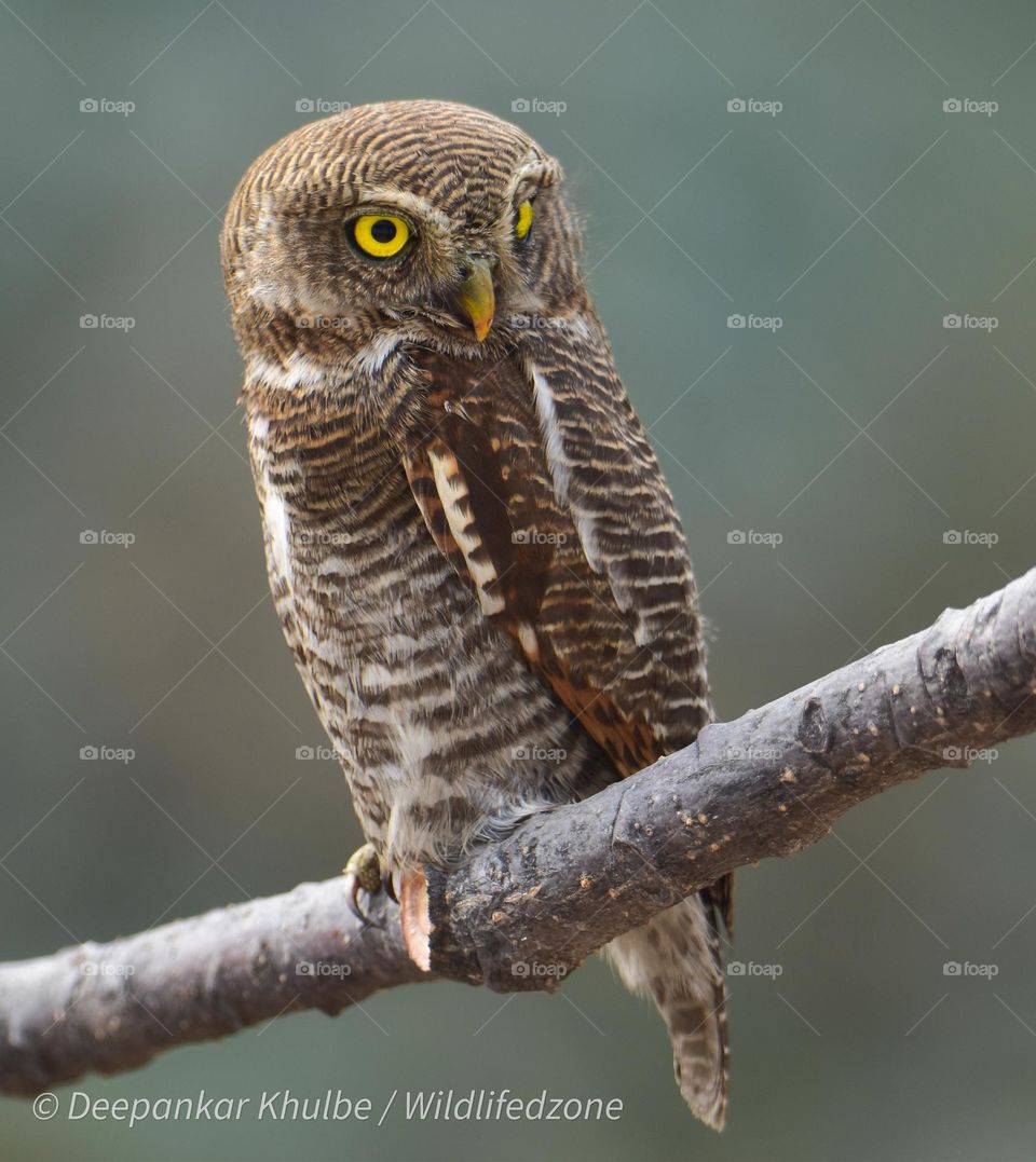 Jungle Owlet