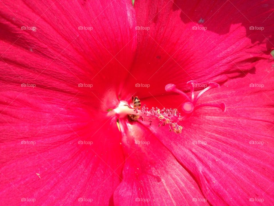 Bee in red hibiscus