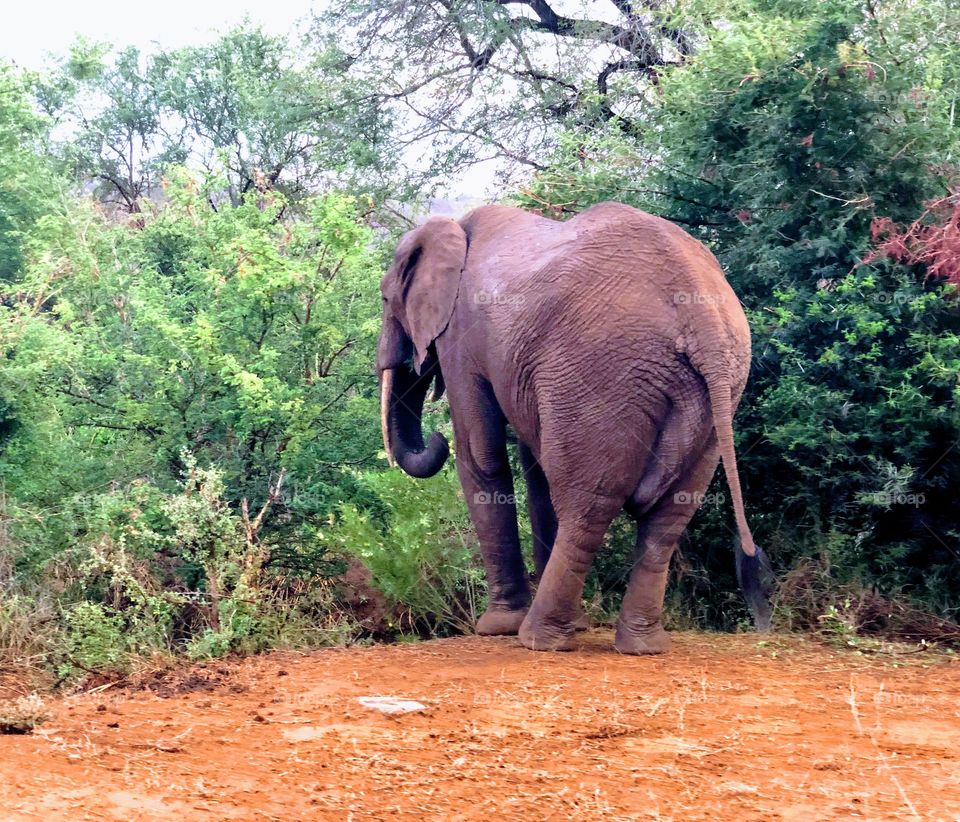 An elephant from behind