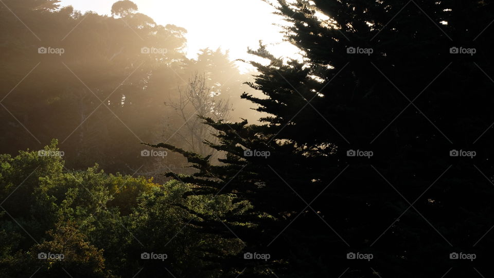 Silhouette of a pine tree against streaming sunlight.