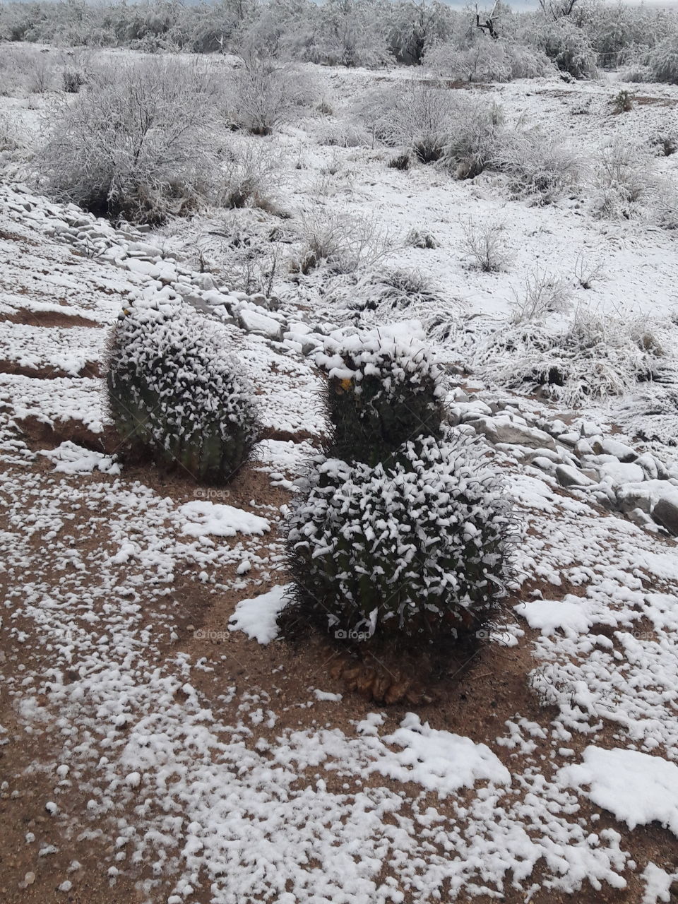 Snowy cacti
