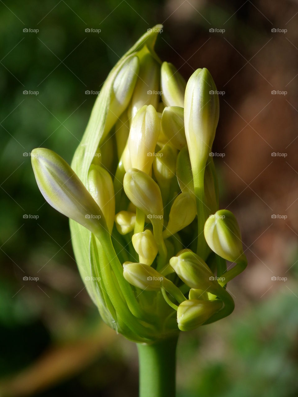 flower starting to bloom