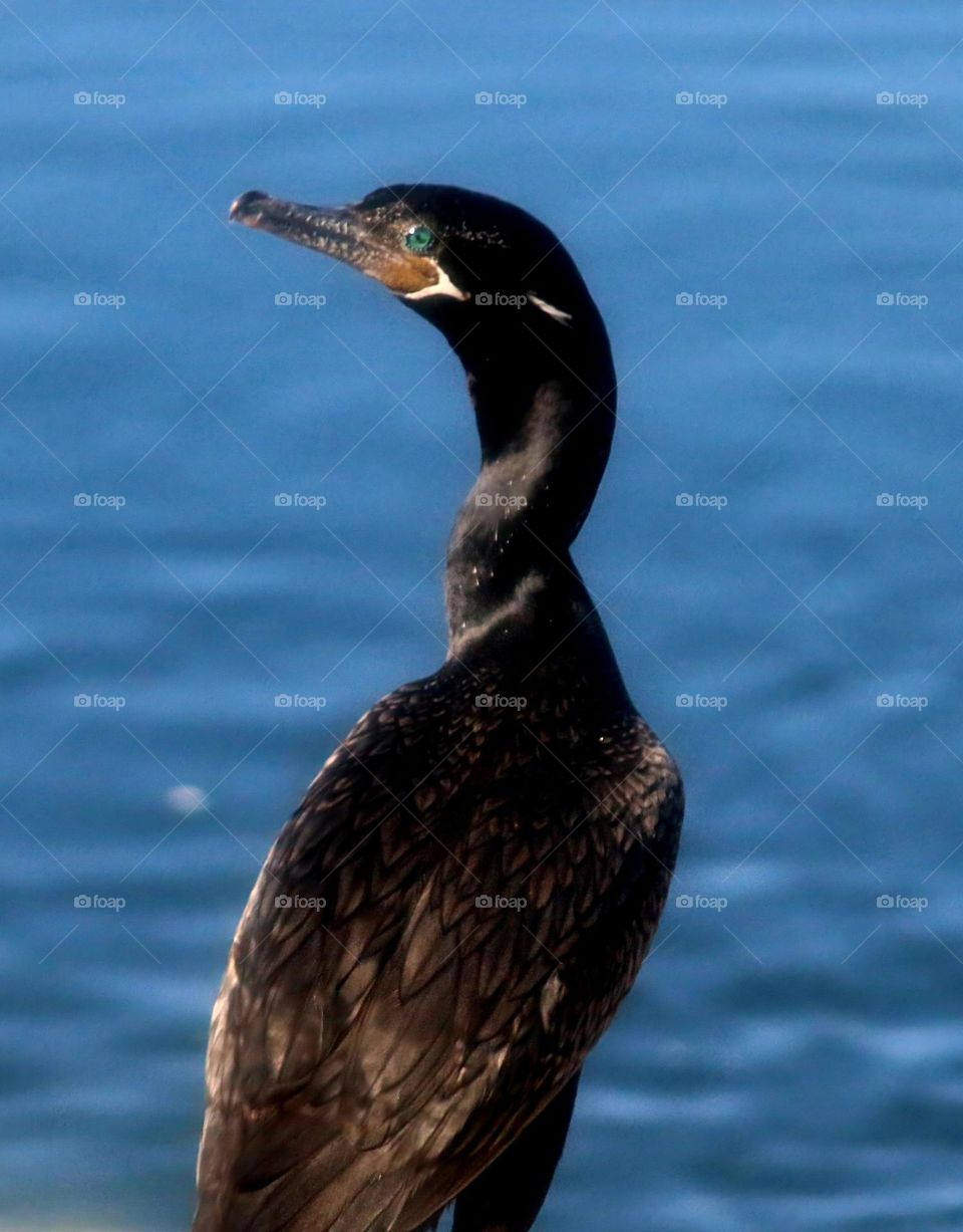 Portrait of a Cormorant