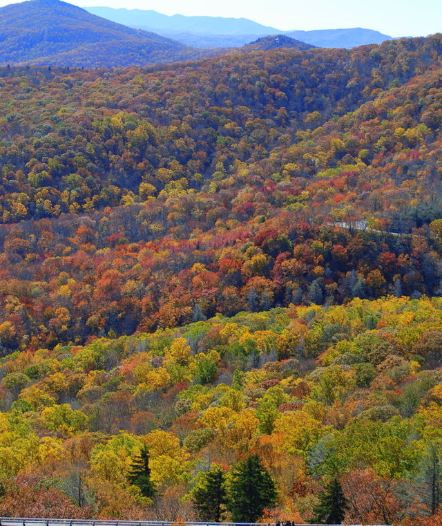 Fall Trees