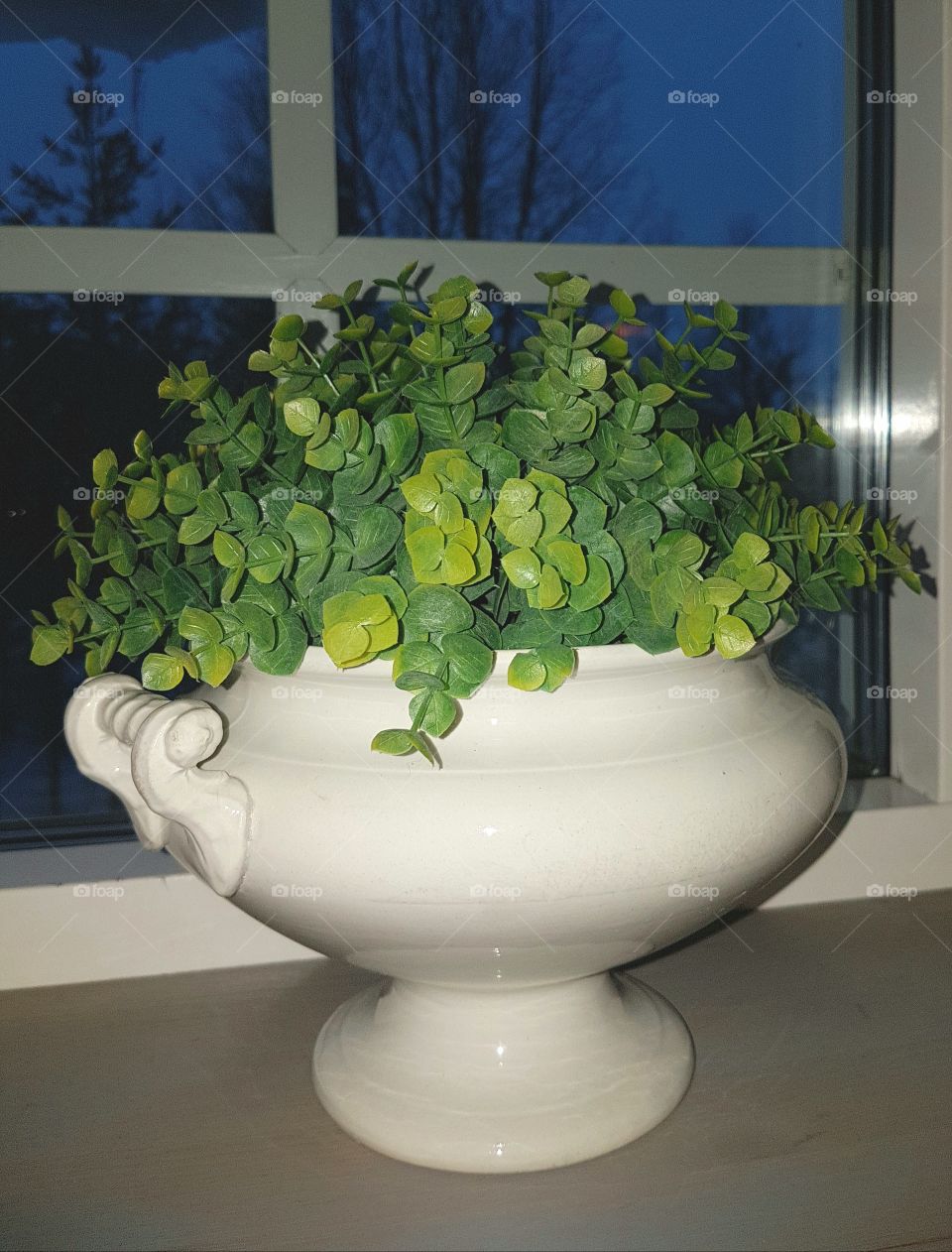 plant in a pot