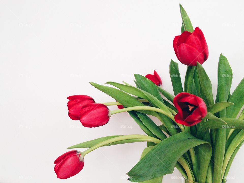 Red tulips