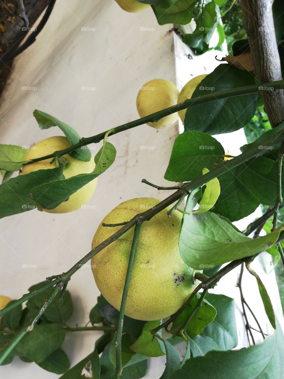Yellow lemons on a branch of a tree