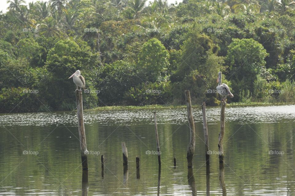 nature background for wallpaper