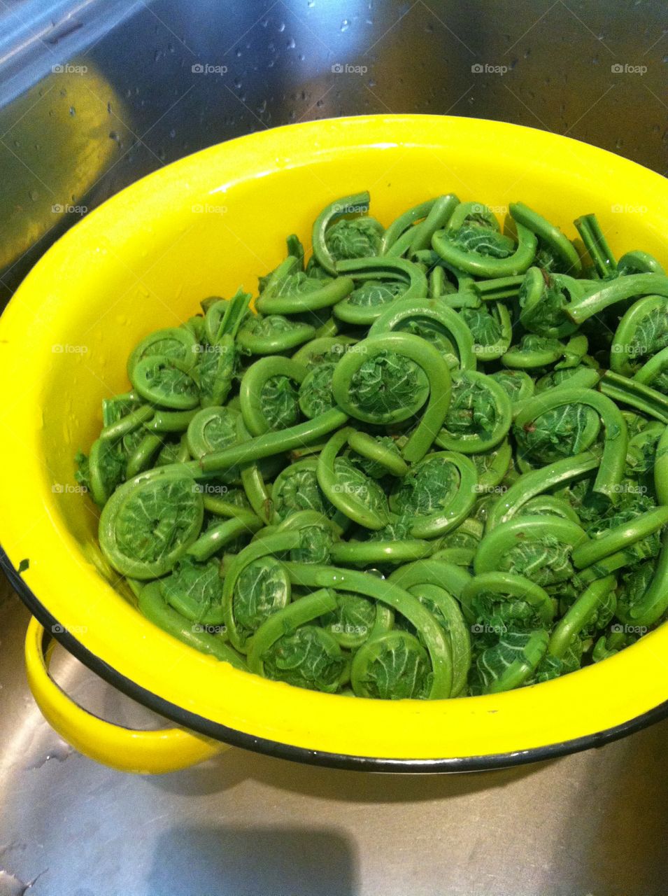 Fiddlehead ferns. Blanched fiddlehead ferns drain in collandar