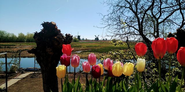 tulipany