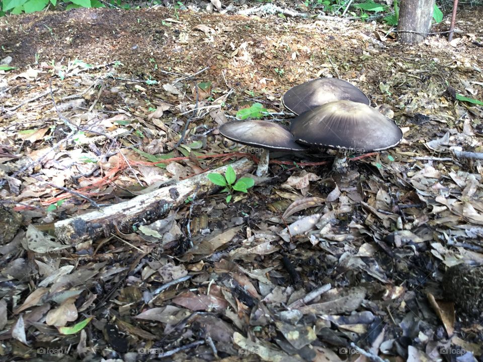 Orange hay string hanging onto a trio of mushrooms growing in the South Georgia woods.