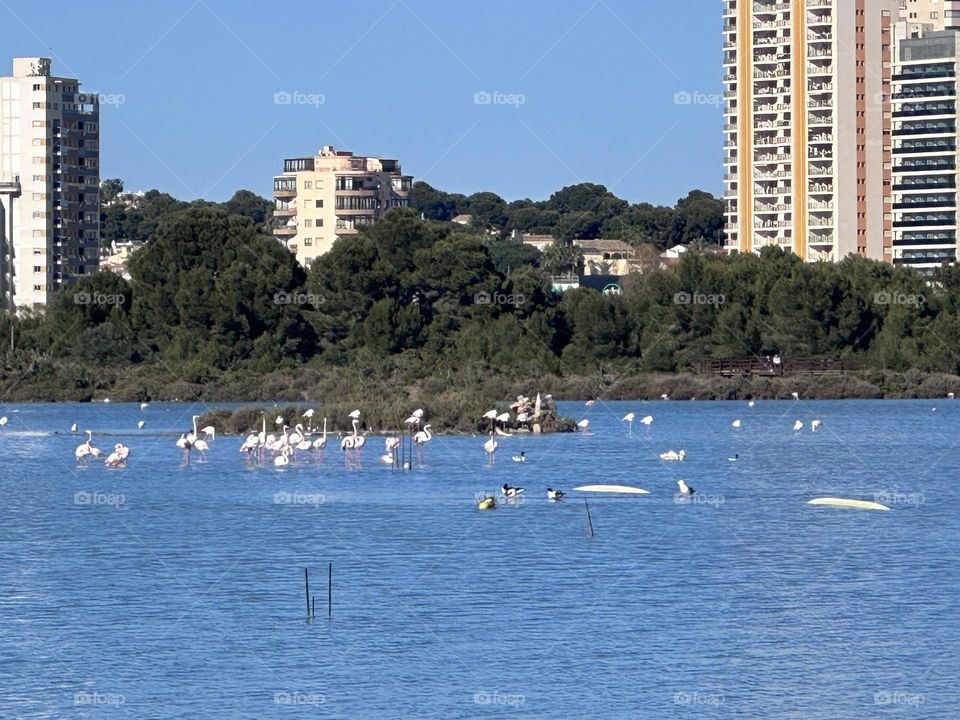 Urban#water#lake