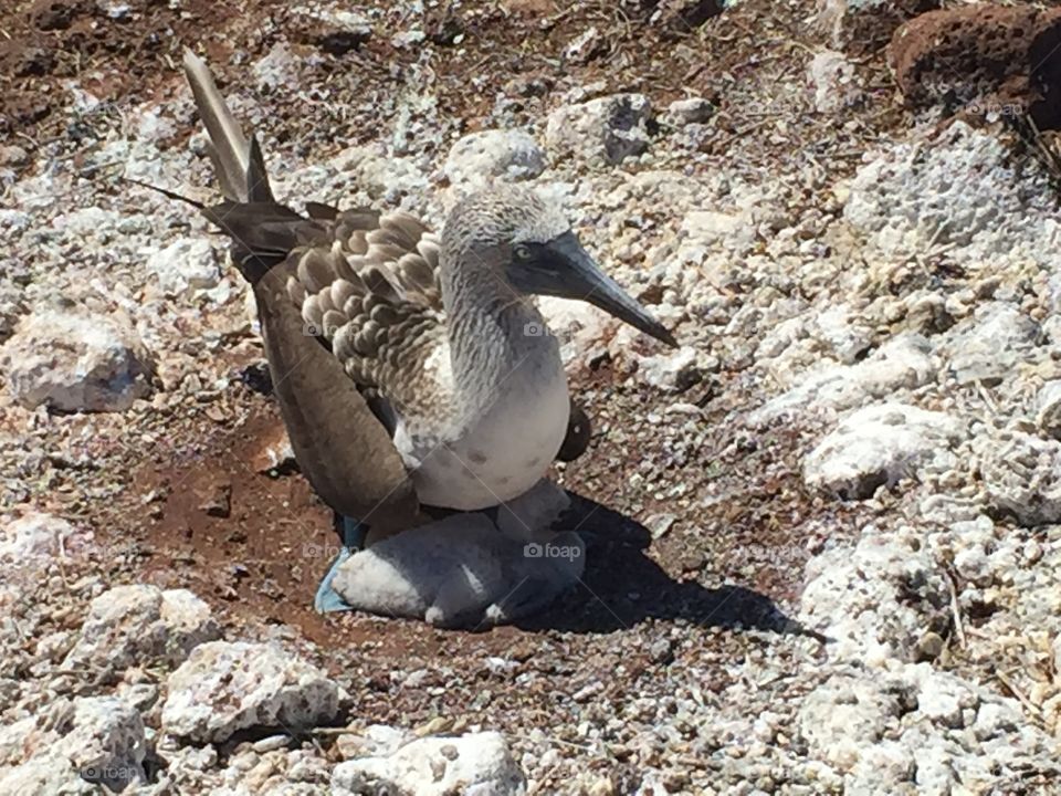 Blue-footed booby with chick
