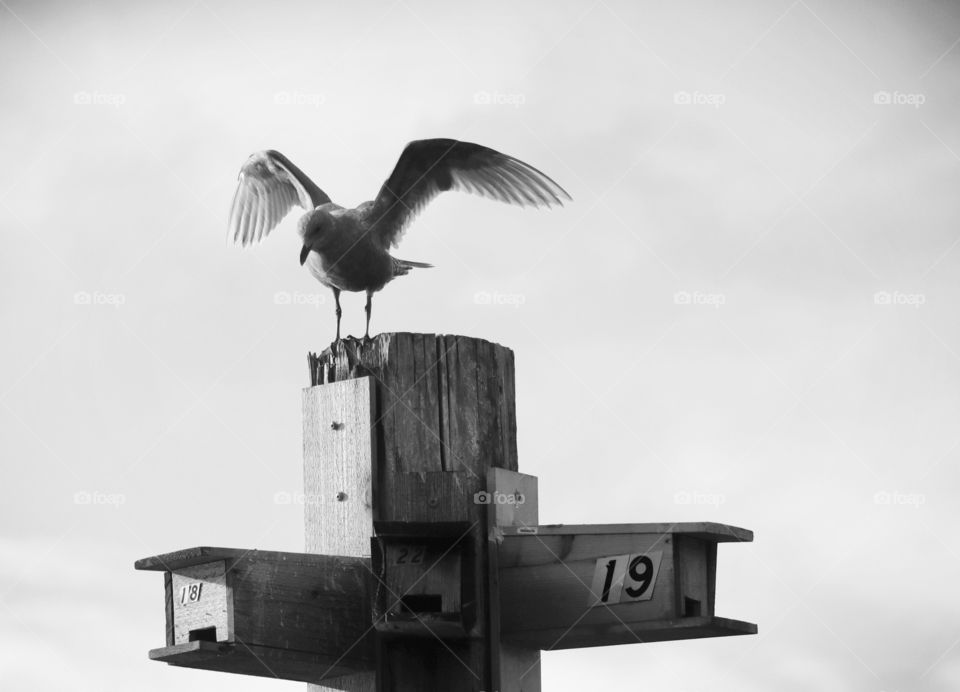 Black and white photograph of a seagull landing on a dock post, Pacific Northwest 