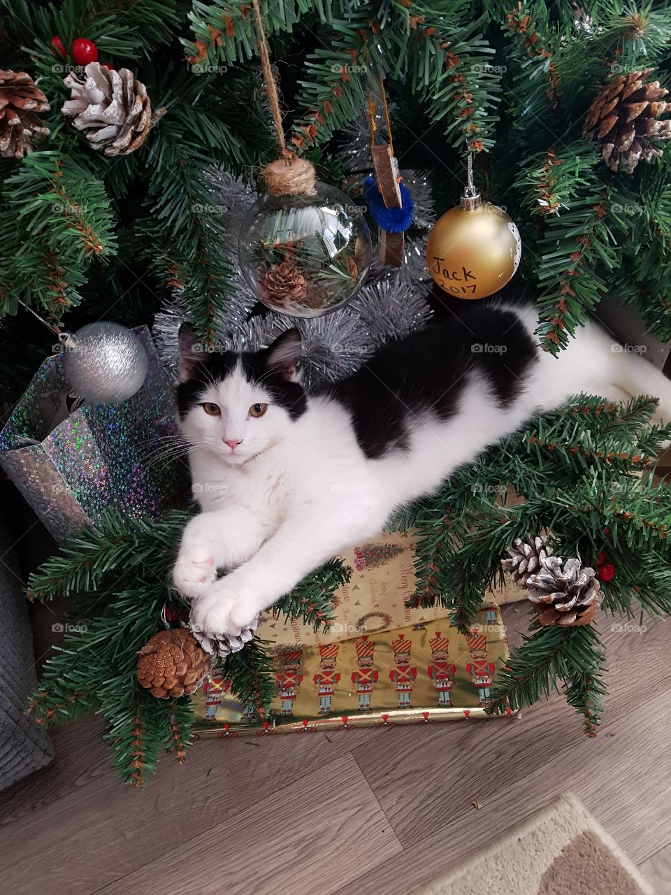 dexter the black and white kitten relaxing in the Christmas tree