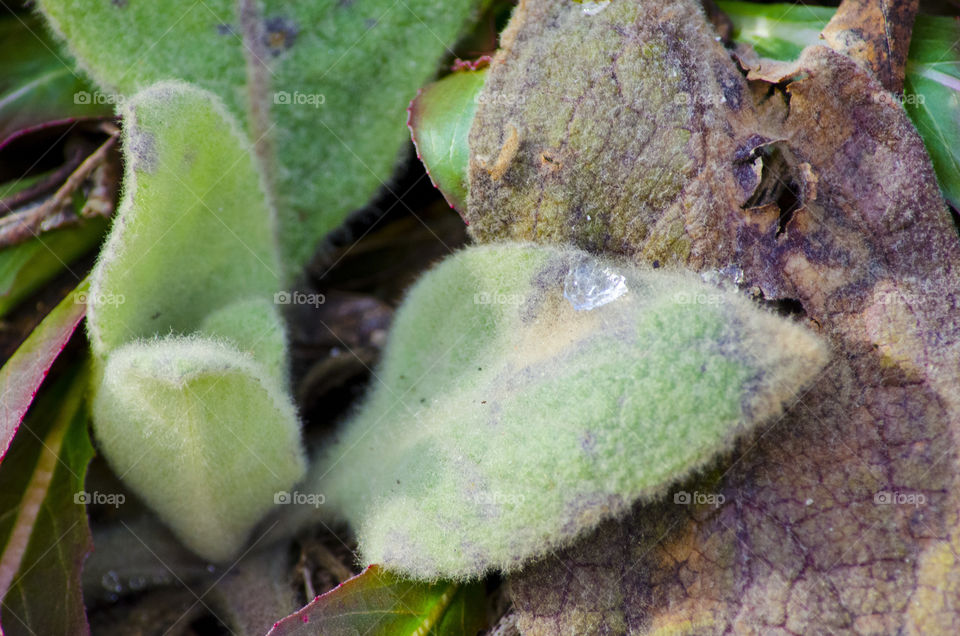 Fuzzy Texture in Nature