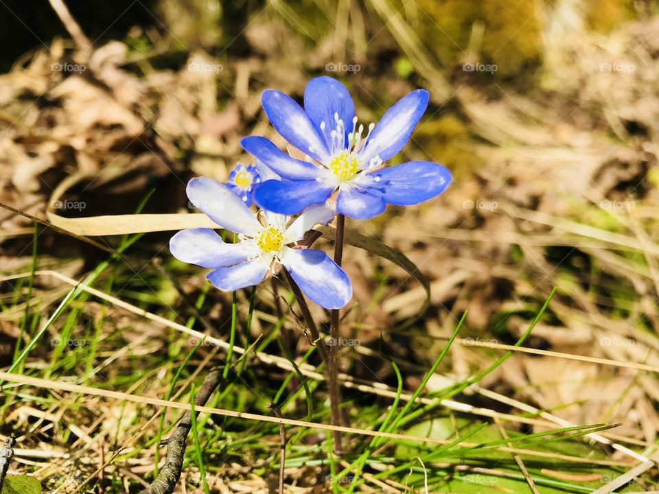 Common hepatica - spring flower 