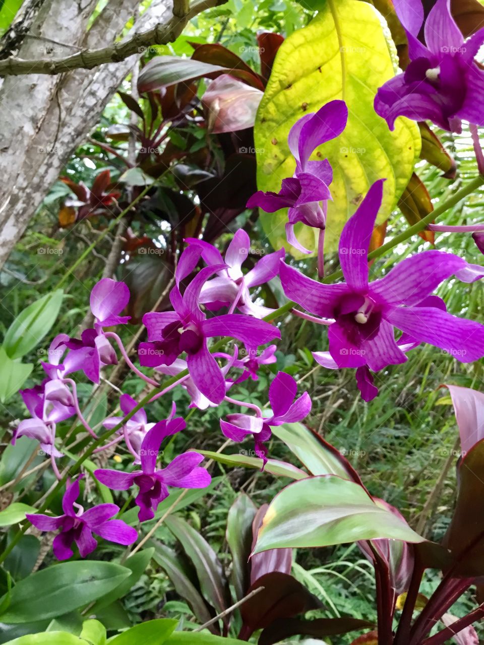 Orchids outside my door