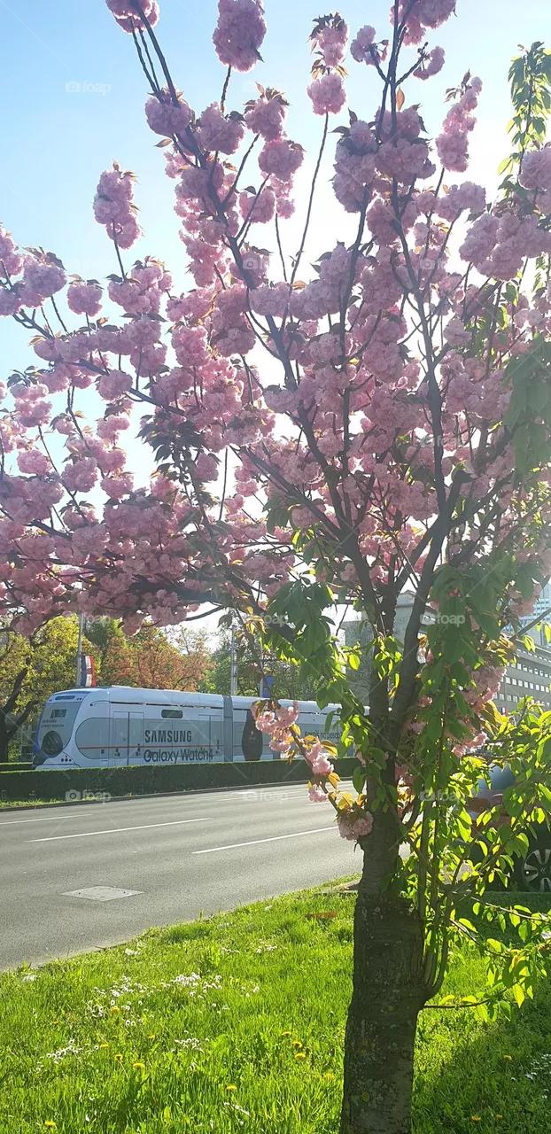 sakura in the city
