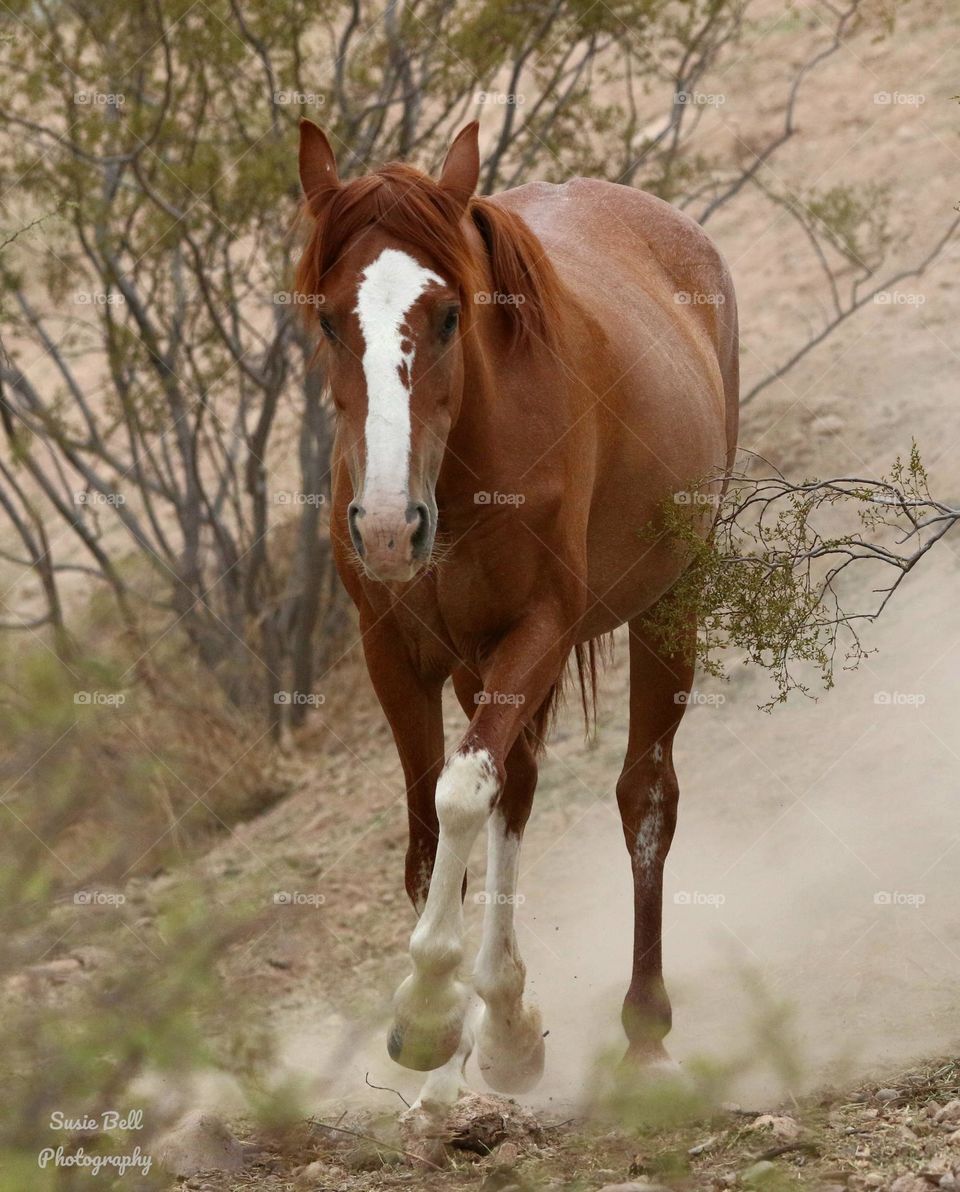 Wild Horse on a Desert Trail