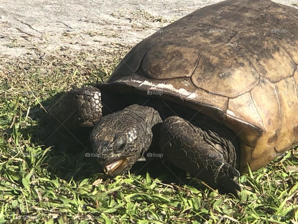 Gopher Tortoise Eating