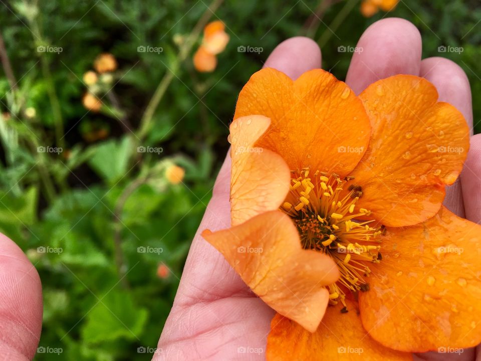 Human hand holding wet orange flower