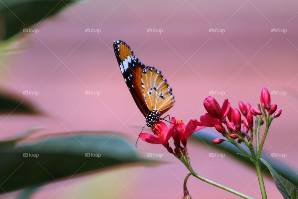 Beautiful butterfly